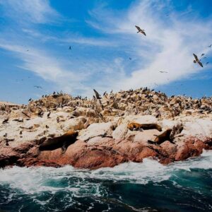 Full Day desde Lima: Islas Ballestas + Oasis Huacachina con Dune Buggy