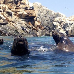 Tour Islas Palomino: Nade con Lobos Marinos en el Callao